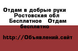 Отдам в добрые руки. - Ростовская обл. Бесплатное » Отдам бесплатно   